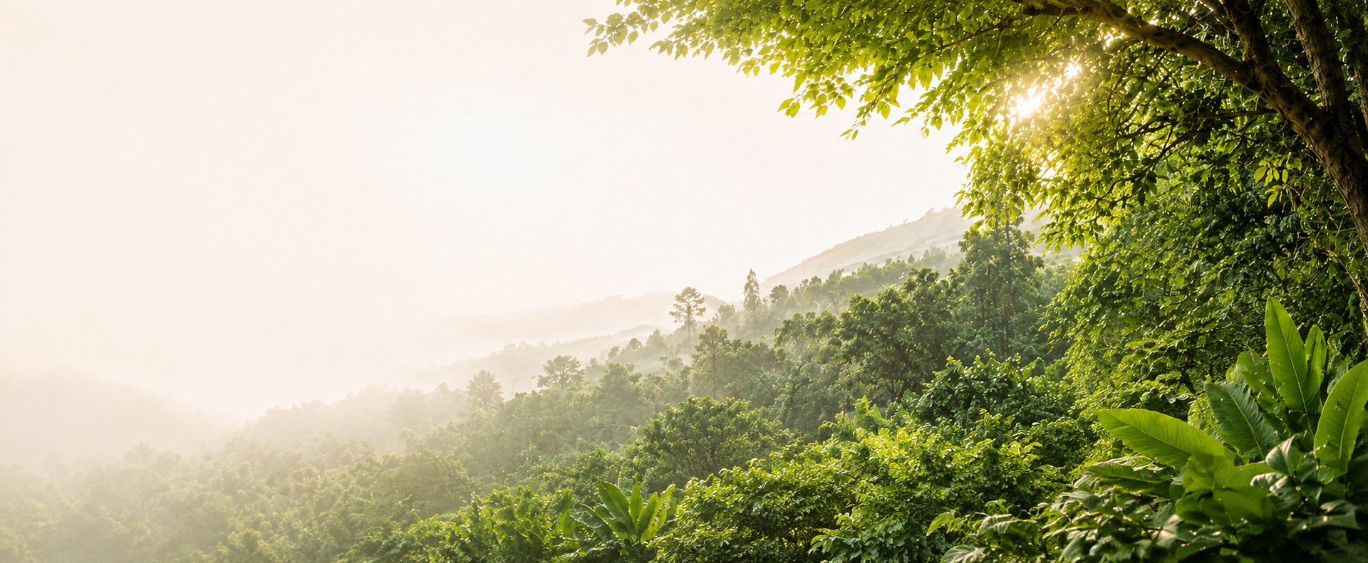 Sunlight breaking through the canopy over a misty, densely forested valley at dawn