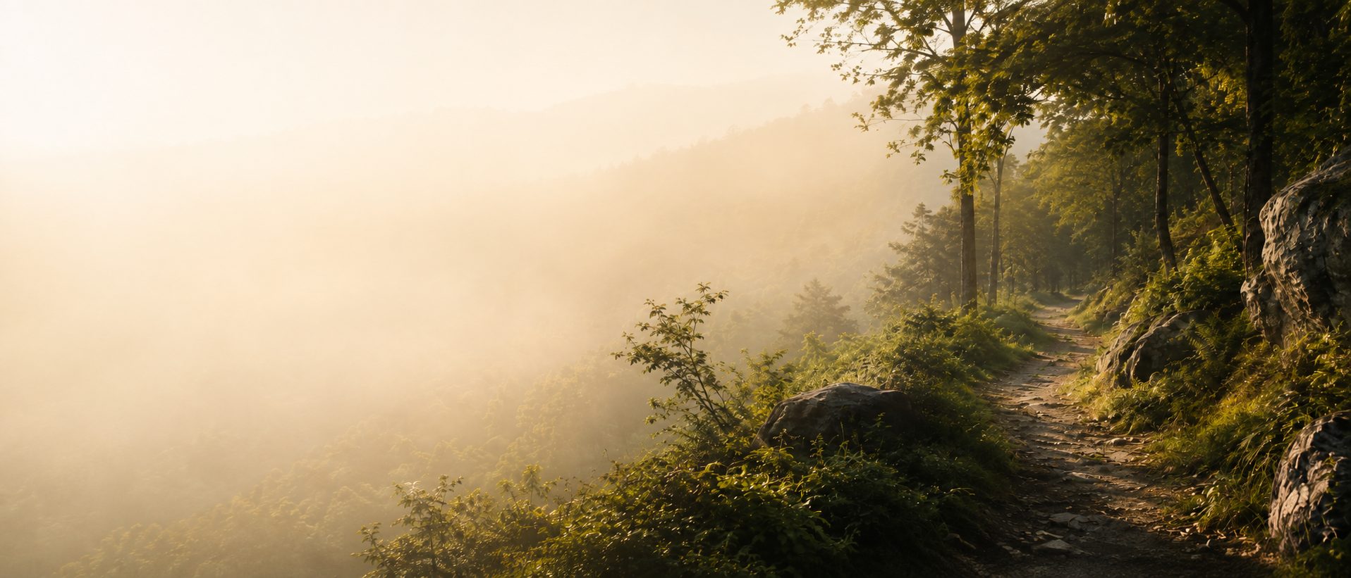 A misty forest trail at golden hour winding along a hillside, with soft light over a valley to the left