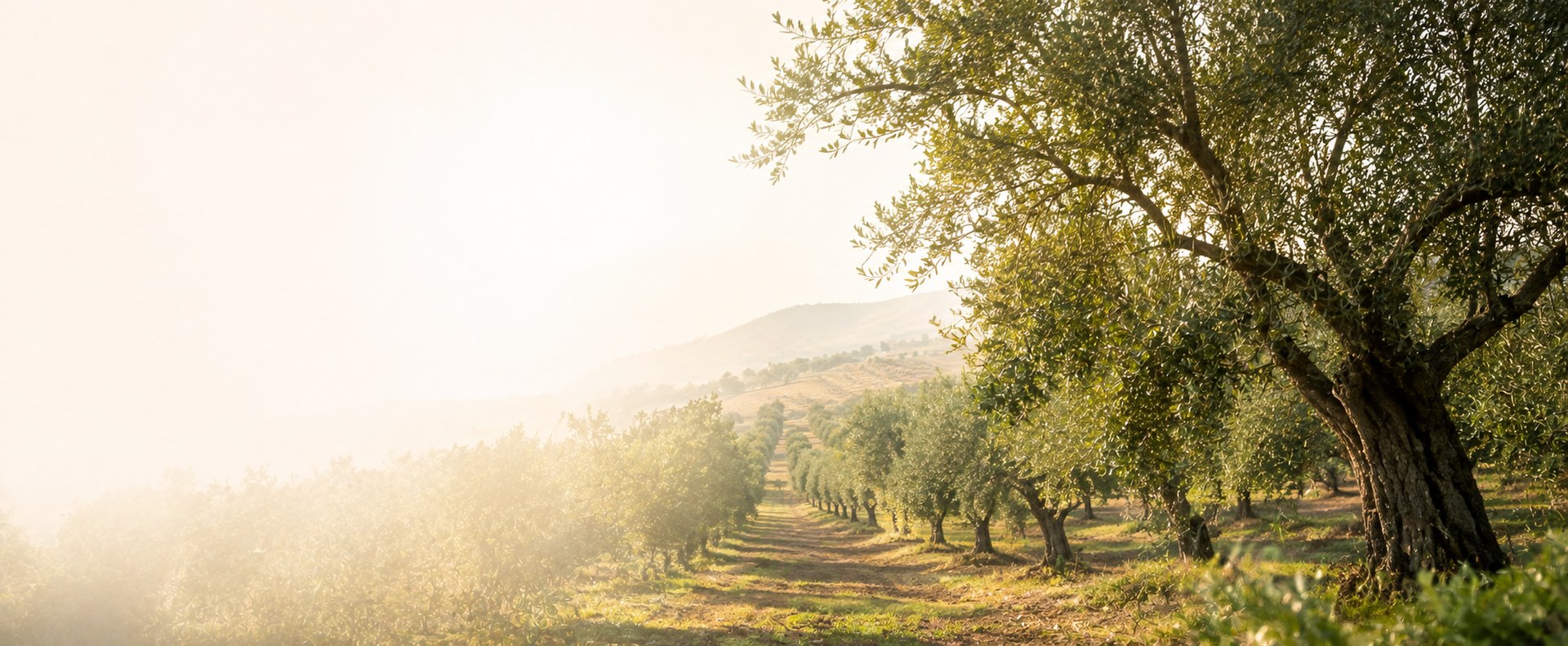A sunlit olive grove at dawn, rows of olive trees receding into a hazy valley